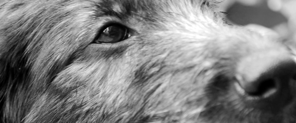 Screen Shot 2014-08-04 at 11.38.41 AM